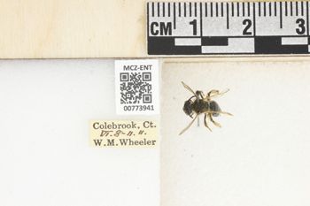 Media type: image;   Entomology 773941 Aspect: Labels